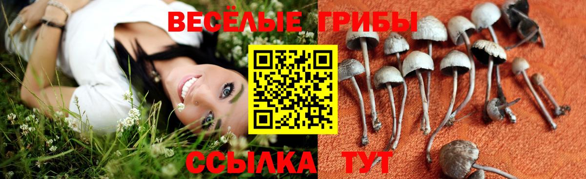 Галлюциногенные грибы Psilocybe Азов